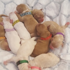 Newborn cockapoo puppies